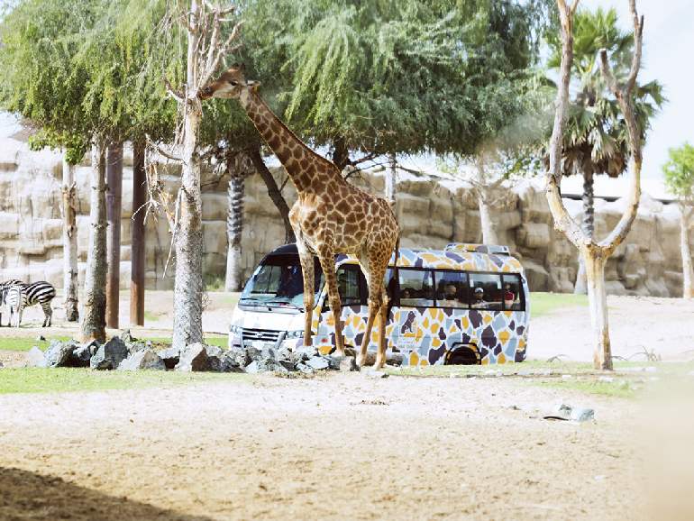 dubai-safari-park2
