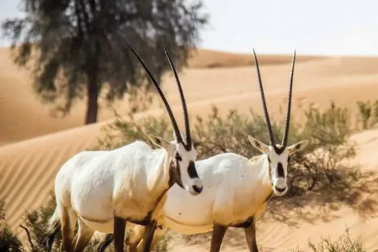 محمية دبي الصحراوية افضل الاماكن السياحية في دبي للشباب