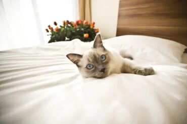 أفضل فنادق تسمح باصطحاب الحيوانات الأليفة في دبي