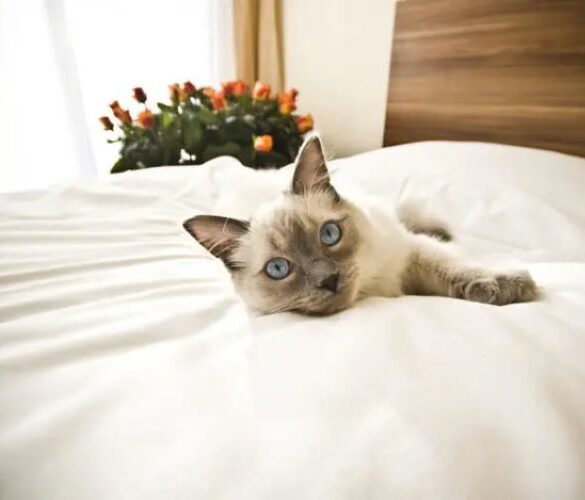 أفضل فنادق تسمح باصطحاب الحيوانات الأليفة في دبي