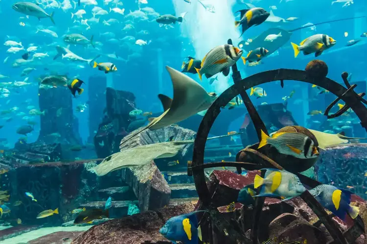 اكواريوم دبي