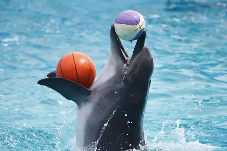 موقع حديقة الدلافين