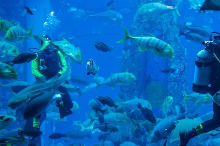 أنشطة الغوص في حديقة الحيوانات المائية