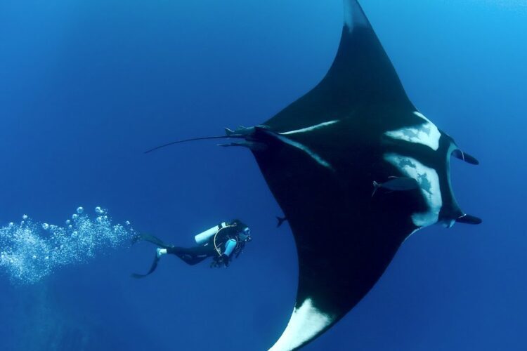 اسعار تذاكر حديقة الحيوانات المائية في دبي