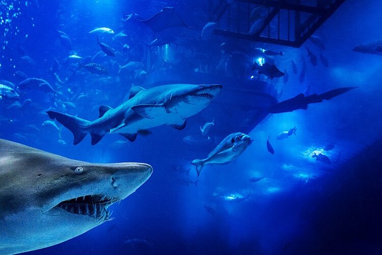 حوض سمك اكواريوم دبي