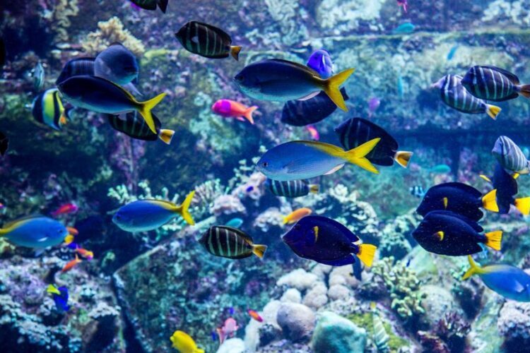 مغامرات أسماك الراي أو الشفنينيات