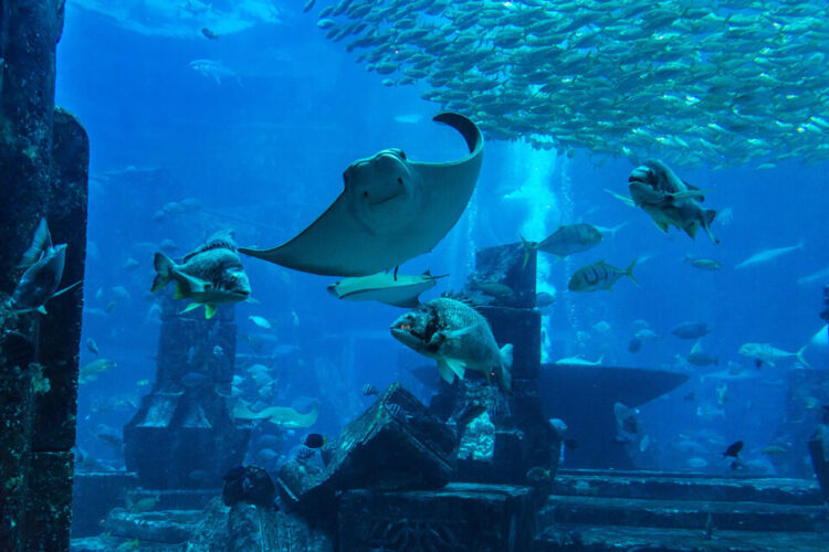 موقع حديقة الحيوانات المائية في دبي