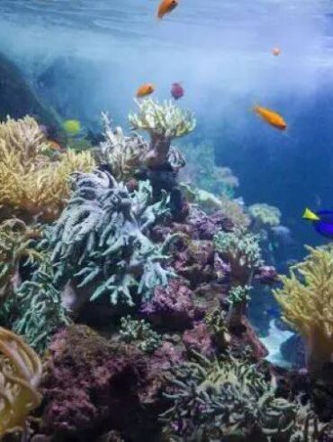 حديقة الحيوانات المائية في دبي