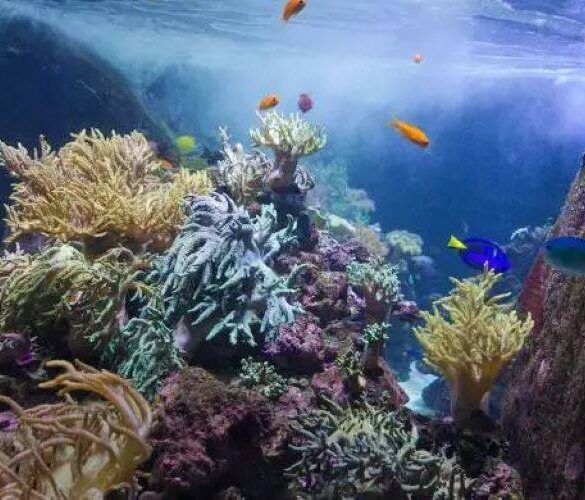 حديقة الحيوانات المائية في دبي