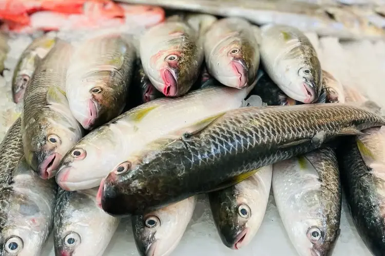 سوق السمك دبي - جميرا1