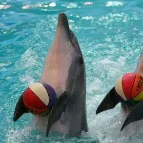 عرض الدلافين دبي