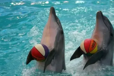 عرض الدلافين دبي