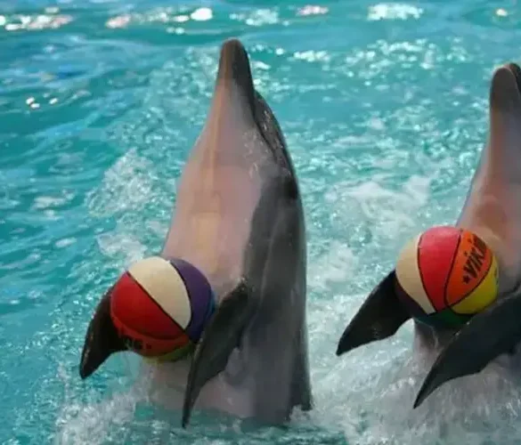 عرض الدلافين دبي