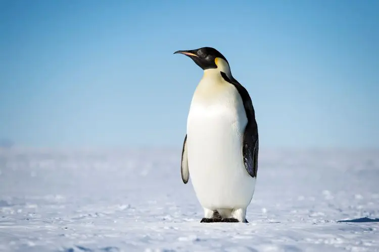 مغامرة البطاريق حديقة الحيوانات المائية