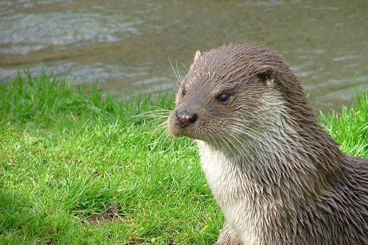 مغامرة ثعالب الماء (OTTER ENCOUNTER)