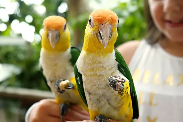 حديقة ذا جرين بلانيت من أفضل حدائق الحيوانات في دبي