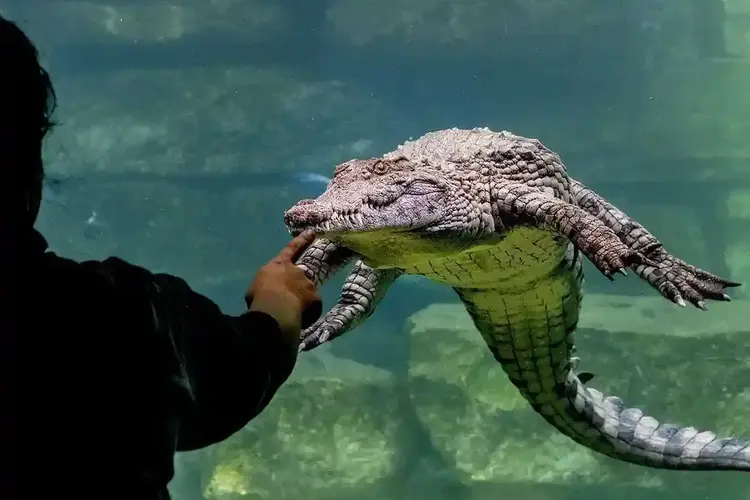 عرض ساحر تحت الماء في الأكواريوم