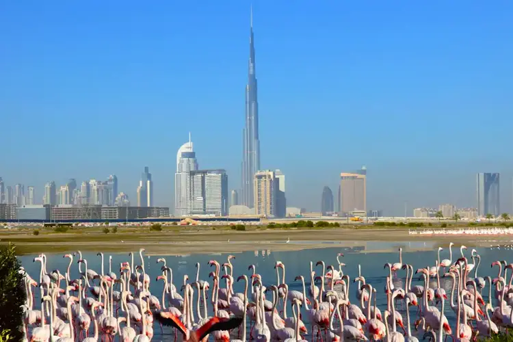  محمية رأس الخور للحياة البرية من افضل حدائق الحيوانات في دبي