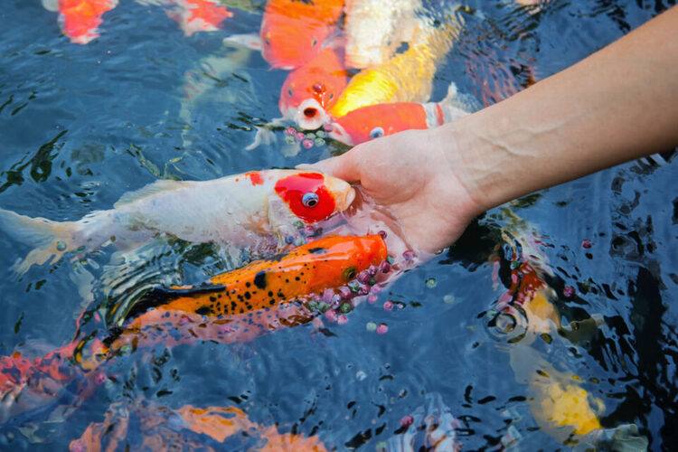 حديقة الحيوانات في المدينة المستدامة من أفضل حدائق الحيوانات في دبي