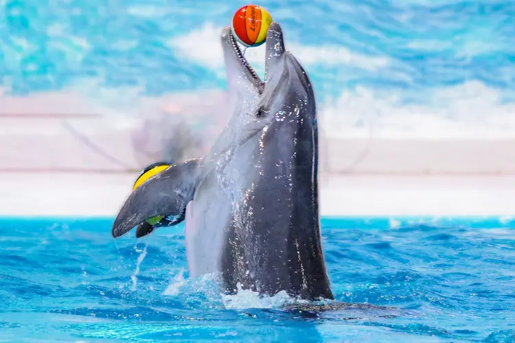  حديقة دبي دولفيناريوم من أفضل حدائق الحيوانات في دبي