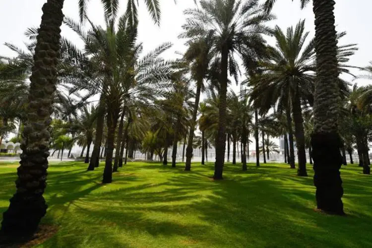 نبذة عن حديقة الصفا