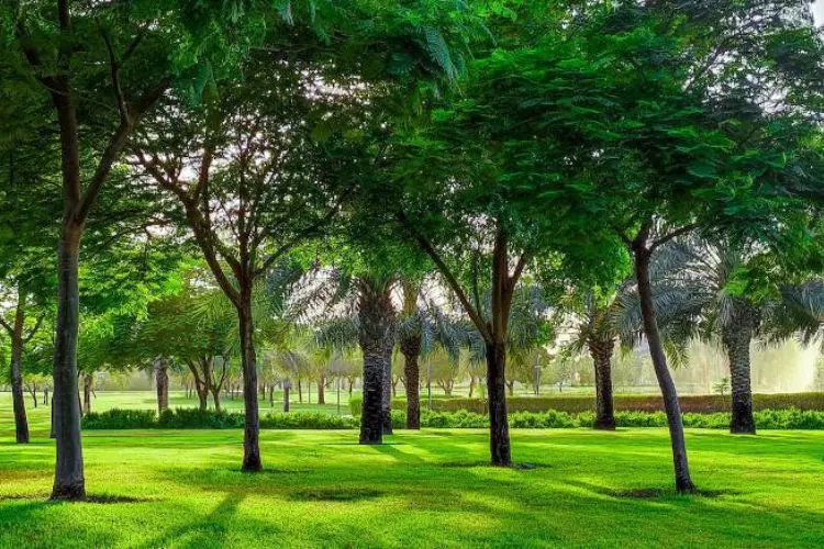 الحديقة القرانية في دبي: فريدة تجمع بين الطبيعة والروحانية 2 نبذه عن الحديقة القرانية في دبي