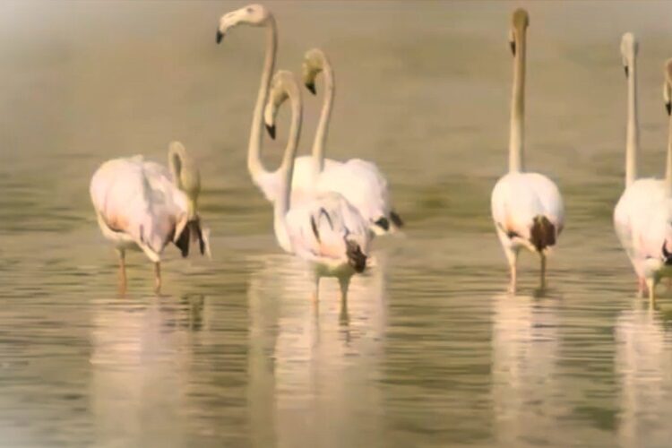 محمية رأس الخور دبي القريبه من فندق ريفيرا