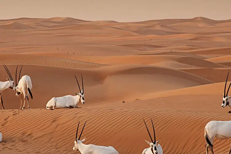 منتجع المها الصحراوي 16 محمية دبي الصحراوية