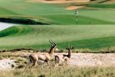 Nachhaltiger Ökotourismus in den VAE