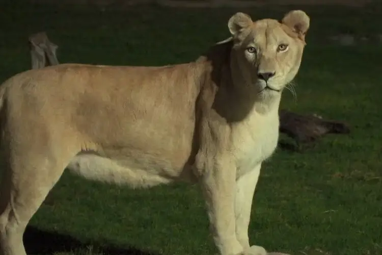 Nachtsafaris im Dubai Safari Park