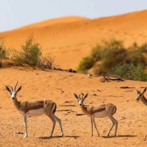Al Marmoom Naturreservat_ Dubais Wüstenparadies