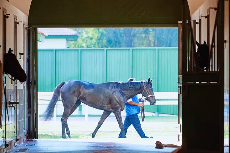 Dubai Racing Club Stable Tours