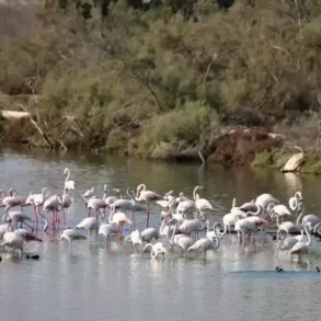 Ras Al Khor Wildlife Sanctuary