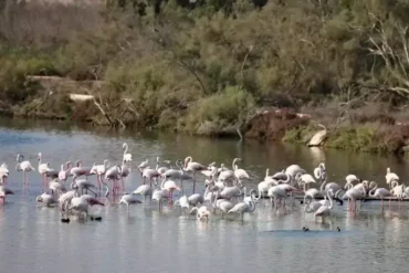 Ras Al Khor Wildlife Sanctuary