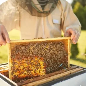Hatta Bee Garden. Ein nachhaltiges touristisches Erlebnis mit dem Geschmack von Honig
