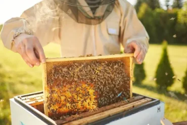 Hatta Bee Garden. Ein nachhaltiges touristisches Erlebnis mit dem Geschmack von Honig